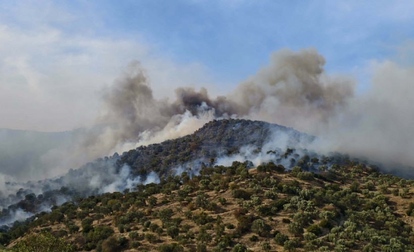 Aydın'da orman yangını: Rüzgar olumsuz etki yapıyor