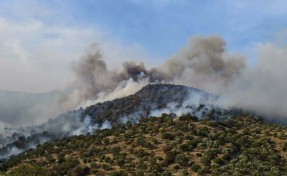 Aydın'da orman yangını: Rüzgar olumsuz etki yapıyor
