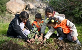 Bornova’da 200 zeytin fidanı toprakla buluştu
