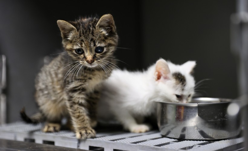 Buca’da 3 bin 54 sokak kedisi kısırlaştırıldı!