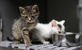 Buca’da 3 bin 54 sokak kedisi kısırlaştırıldı!