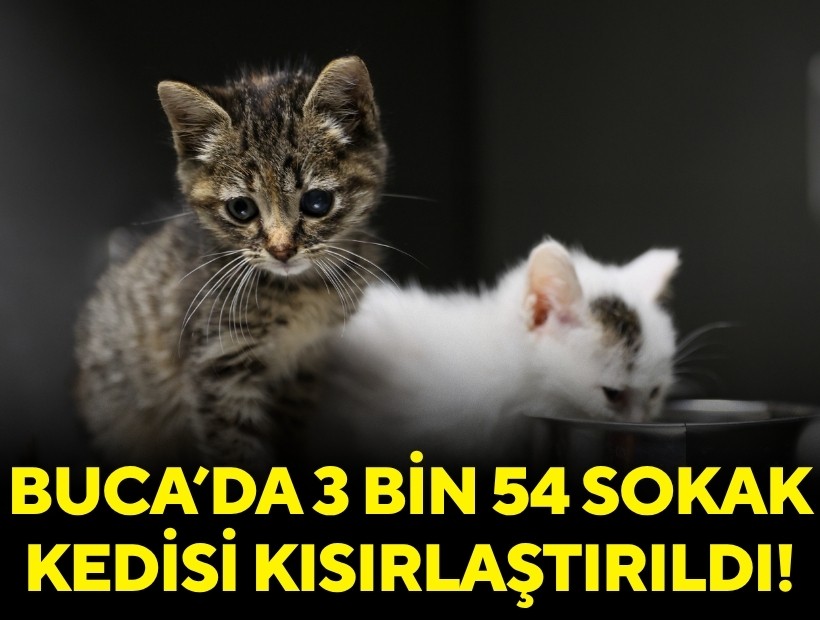 Buca’da 3 bin 54 sokak kedisi kısırlaştırıldı!