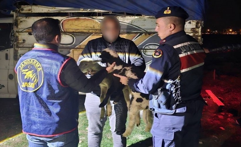 Çalınan kuzuları jandarma buldu