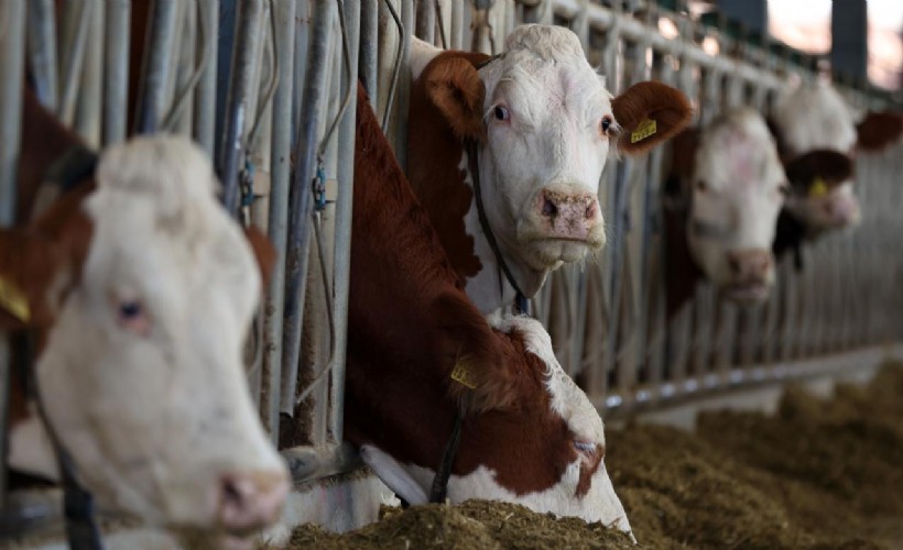 Deli dana hastalığı Türkiye’de yayılıyor mu?