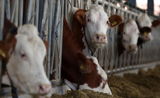 Deli dana hastalığı Türkiye’de yayılıyor mu?