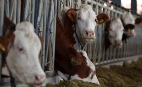 Deli dana hastalığı Türkiye’de yayılıyor mu?