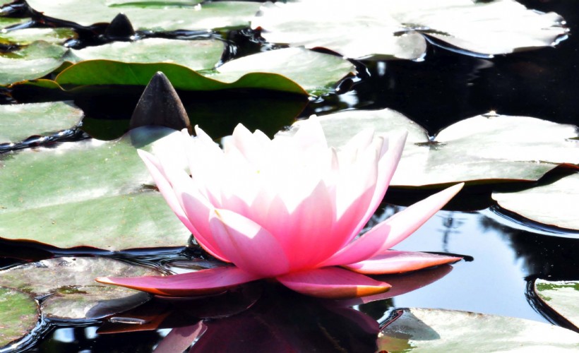 EÜ Botanik Bahçesi 3 bine yakın bitkiye ev sahipliği yapıyor