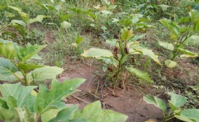 Efes'in tohumları Anadolu'nun dört bir yanında filizleniyor