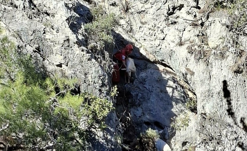Fethiye'de kayalıkta mahsur kalan 4 keçiyi, AKUT kurtardı