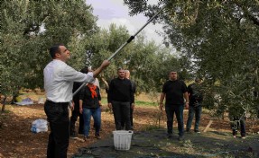 Güç yılın ilk zeytin hasadına katıldı: İktidarımızda zeytincilik hak ettiği değeri görecek!