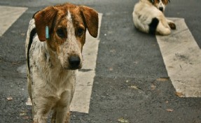 İstanbul Valiliği sokak köpeklerini beslemeye yasak getirdi!