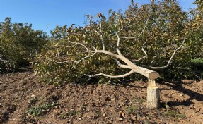 İzmirli çiftçinin 30 ağacını birden kestiler!