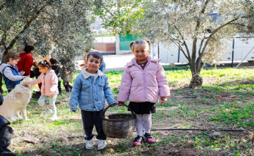Seferihisar'da çocukların topladığı zeytinler sofralara bereket olacak
