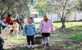 Seferihisar'da çocukların topladığı zeytinler sofralara bereket olacak
