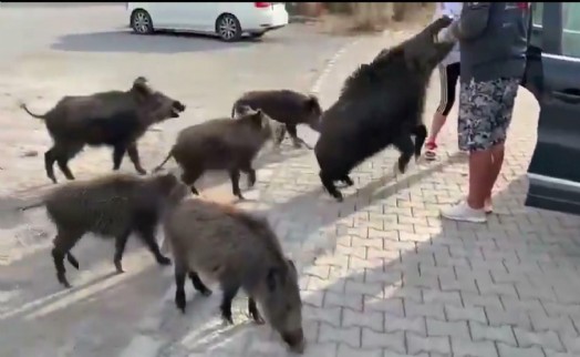 Yaban domuzu elindeki ekmeği kaparken kolunu ısırdı!