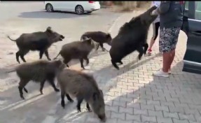 Yaban domuzu elindeki elmayı kaparken kolunu ısırdı!