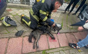 Yangında 2 köpekten biri öldü, diğeri kalp masajıyla yaşama döndürüldü