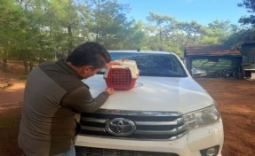 Yasa dışı keklik satışına 28 bin lira ceza!