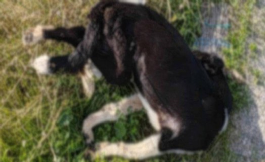 Yol kenarında çok sayıda köpeğin cansız bedeni bulundu!