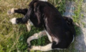 Yol kenarında çok sayıda köpeğin cansız bedeni bulundu!