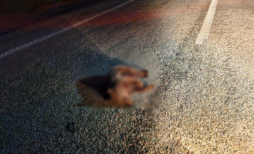 Yolda ölü yavru ayı bulundu