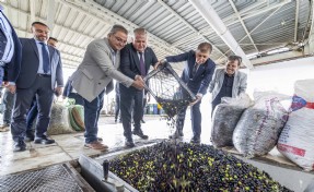 Zeytinin bin yıllık yolculuğu sanatla buluşuyor; Urla festivale hazırlanıyor!