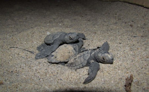 Aydın ve İzmir'de 457 yavru caretta caretta denizle buluştu