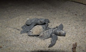 Aydın ve İzmir'de 457 yavru caretta caretta denizle buluştu