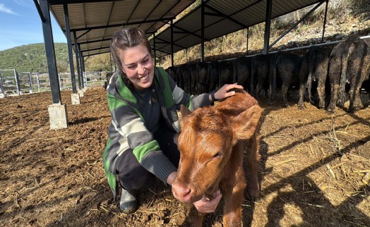 Bakanlık projesiyle hayvancılığa başlayan Ayşegül: Şimdiden 7 buzağım oldu bile