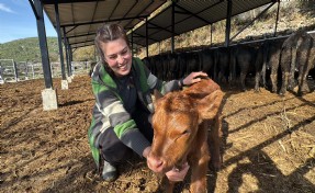 Bakanlık projesiyle hayvancılığa başlayan Ayşegül: Şimdiden 7 buzağım oldu bile