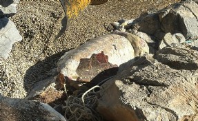Bodrum'da ölü caretta caretta kıyıya vurdu