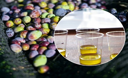 Bornova’da 1500 zeytin ağacında hasada başlandı