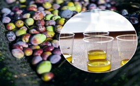 Bornova’da 1500 zeytin ağacında hasada başlandı