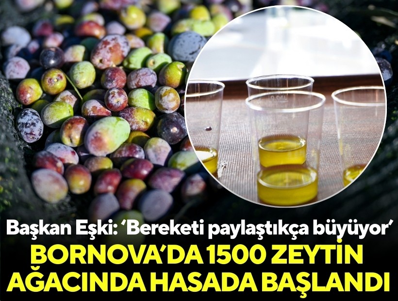 Bornova’da 1500 zeytin ağacında hasada başlandı