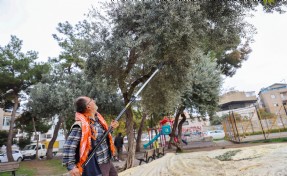 Buca’da dayanışma için hasat zamanı