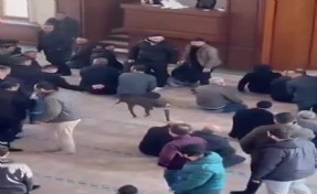 Camiye giren pitbullun sahibine adli ve idari işlem yapıldı