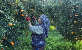 Dalında 15, tezgahta 100 lira: Bodrum mandalinasında fiyat makası