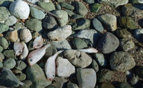 Datça’da ölü balıklar sahile vurdu