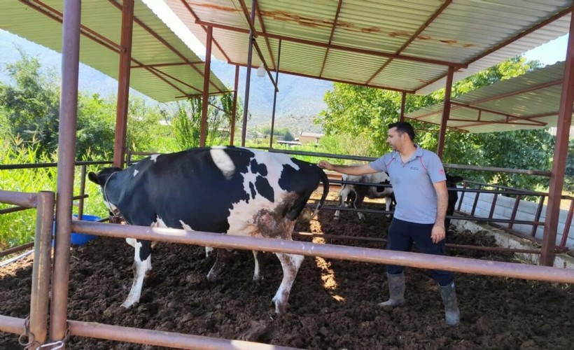 Ege'deki 11 köye şap karantinası!