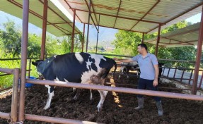 Ege'deki 11 köye şap karantinası!