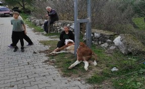 Elektrik direğinin ayakları arasına sıkışan buzağı kurtarıldı