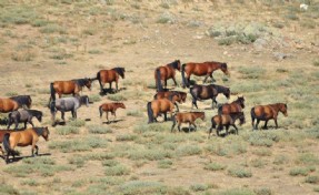 Emirdağları'nda yılkı atlarının sayısı arttı