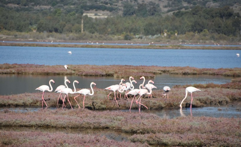 Flamingoların yuvası deniz maruluyla kaplandı!