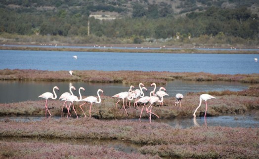 Flamingoların yuvası deniz maruluyla kaplandı!
