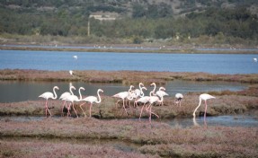Flamingoların yuvası deniz maruluyla kaplandı!
