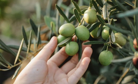 İzmir Kooperatifçilik Buluşmaları 19 Aralık’ta