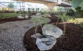 İzmir’in çehresi su tasarruflu bitkilerle güzelleşiyor