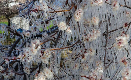 İzmirliler dikkat: AKOM'dan 'zirai don' uyarısı!