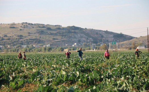 Kış gelmeyen İzmir'de sebzeler erken oldu!
