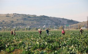 Kış gelmeyen İzmir'de sebzeler erken oldu!